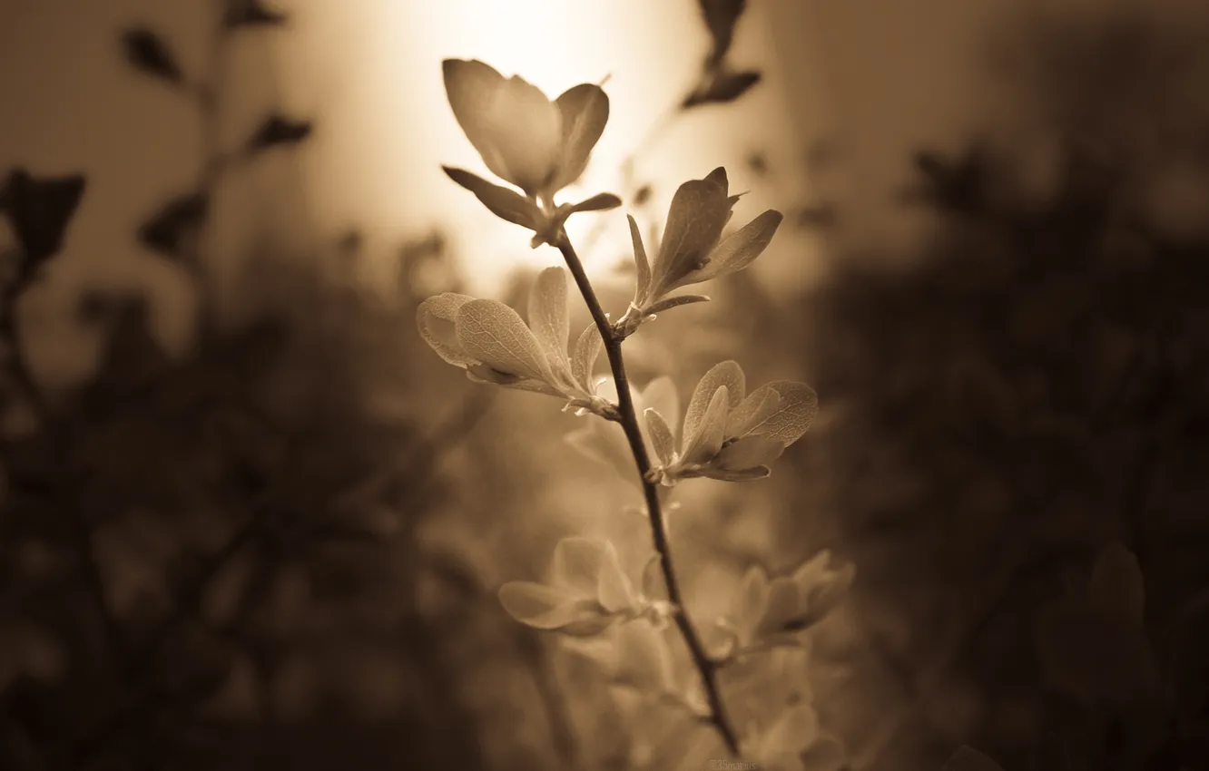 Photo wallpaper rays, light, flowers, petals, stem, Sepia