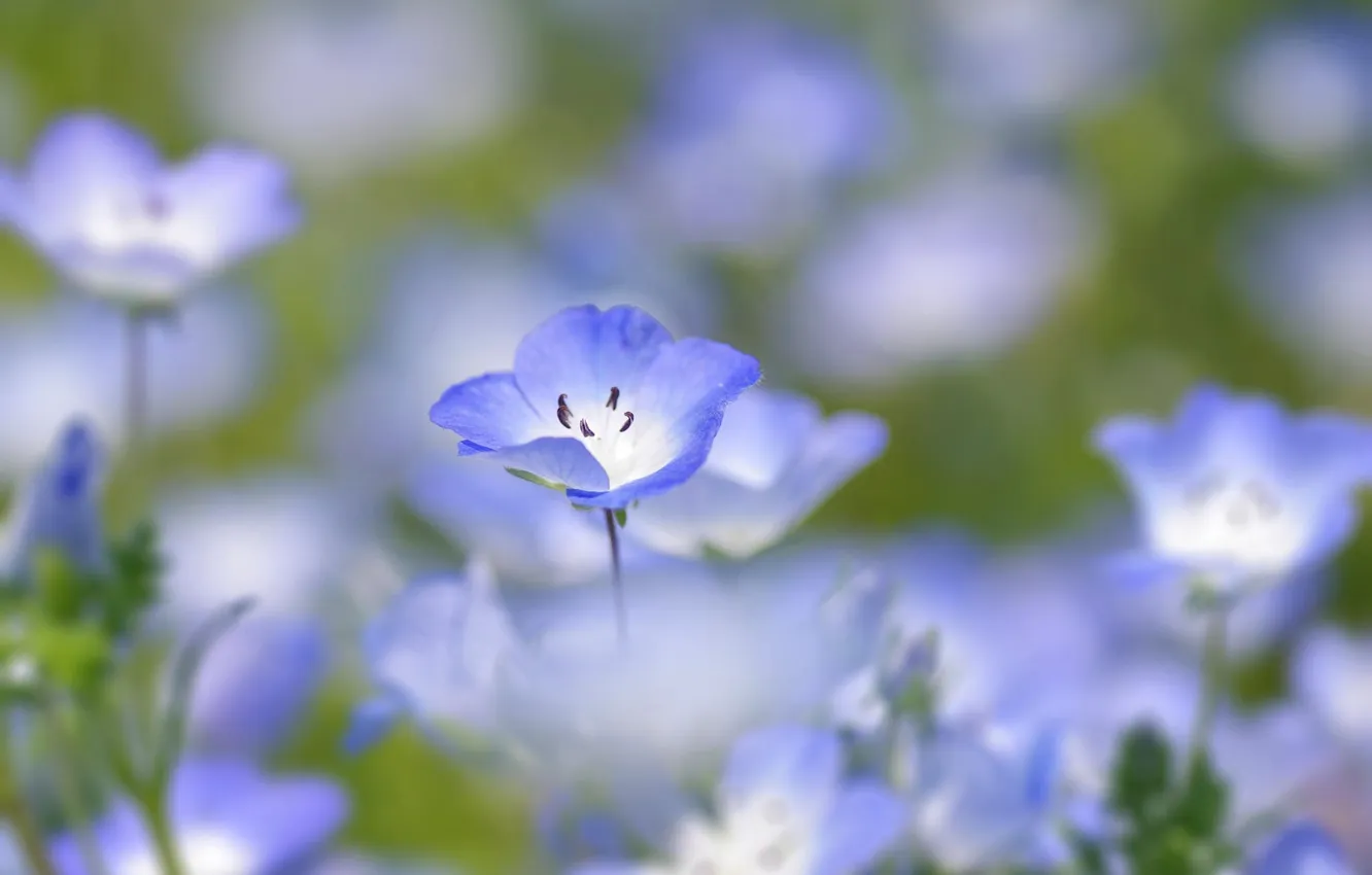 Photo wallpaper flower, blue, macro