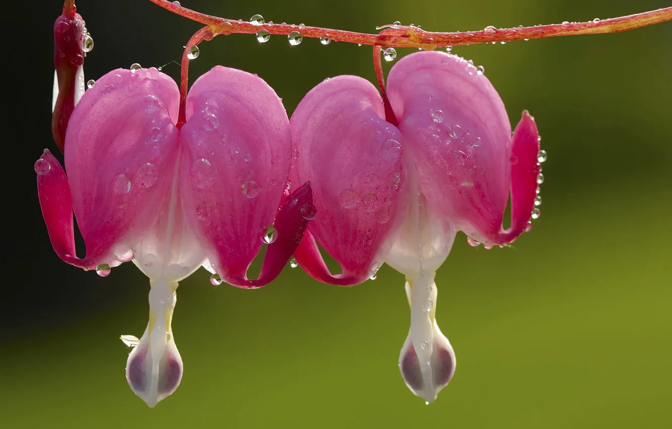 Photo wallpaper drops, macro, flowers, Rosa, petals, flower, macro