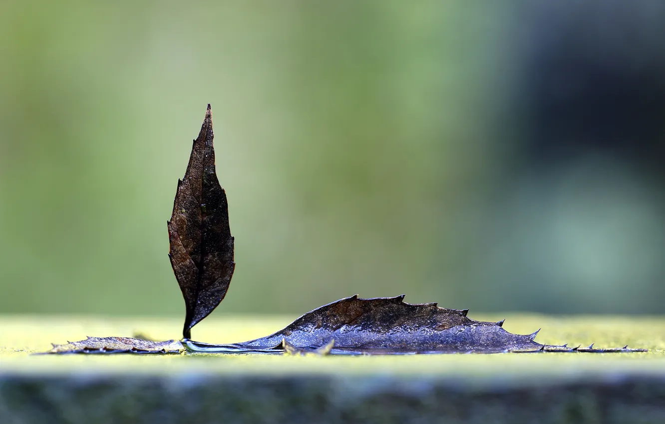 Photo wallpaper autumn, leaves, macro, photo, leaf, autumn photos, Lisicki