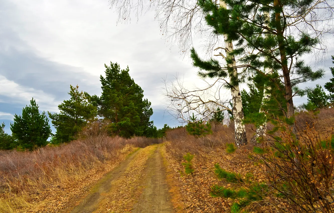Photo wallpaper road, the sky, clouds, trees