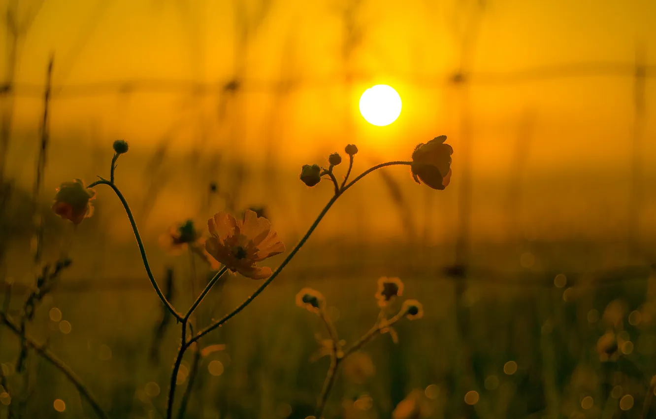 Photo wallpaper the sky, the sun, macro, sunset, flowers, plant