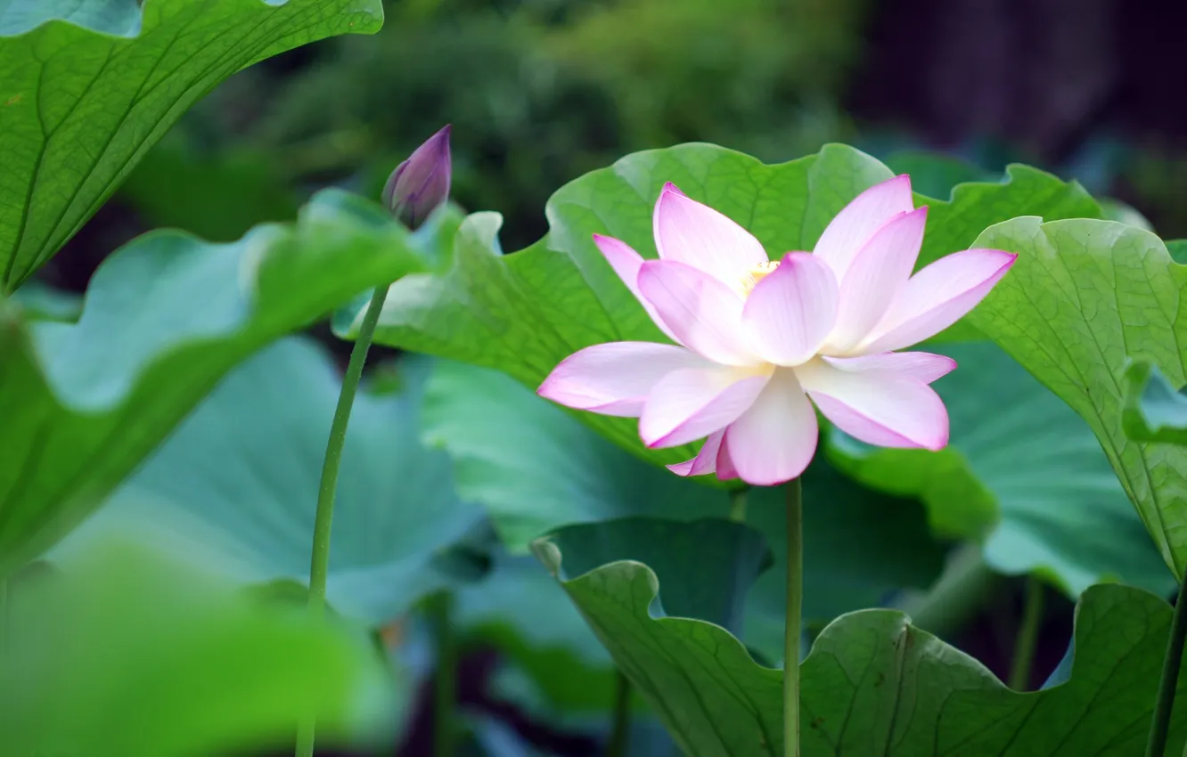 Photo wallpaper Lotus, Lily, Lotus, water, blossom, Button, petals, water Lily