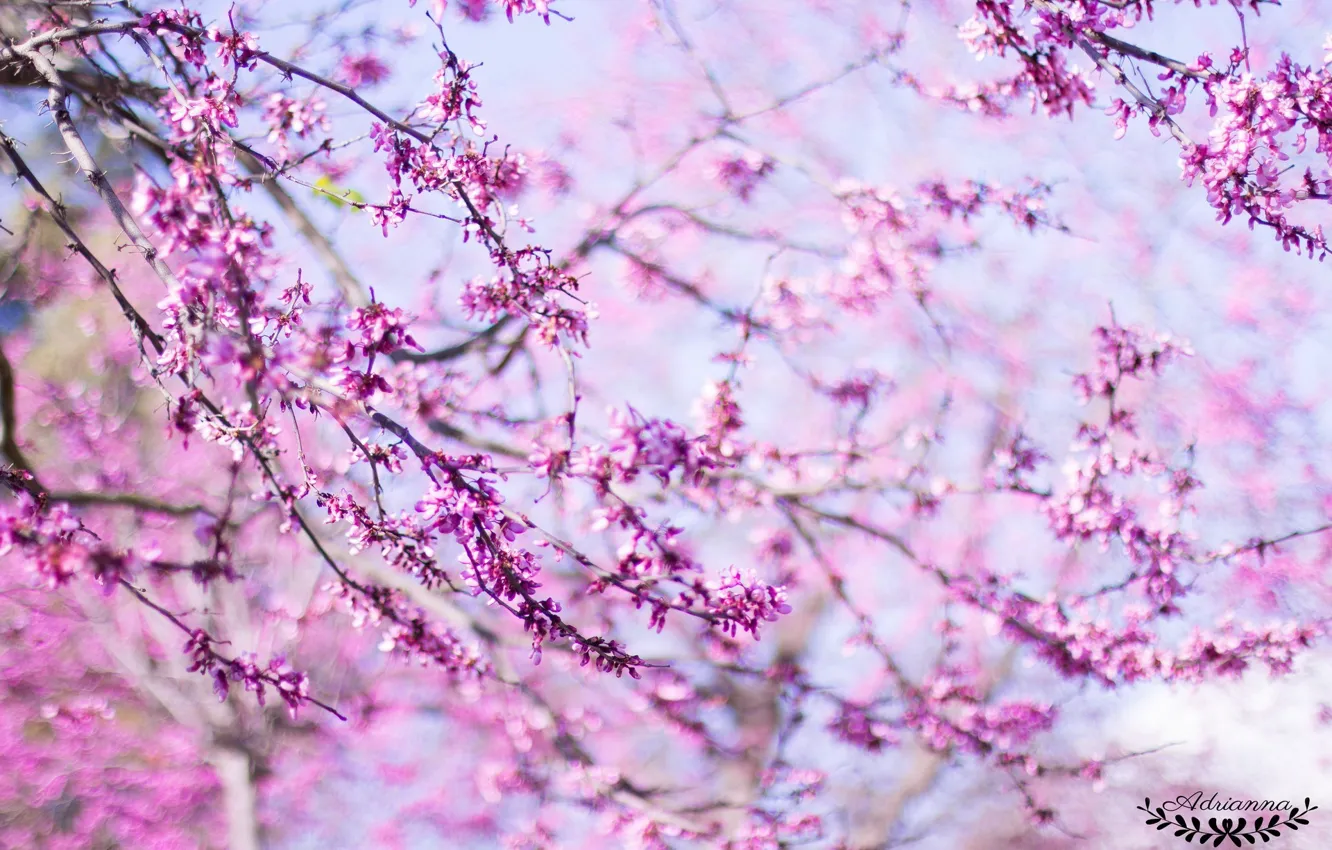 Photo wallpaper flowers, pink, spring, pink, flowers, spring, lovely, beautiful
