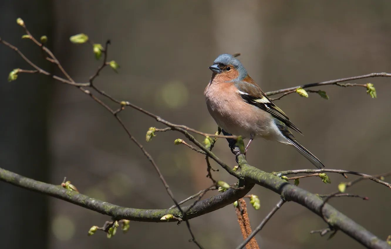 Photo wallpaper bird, spring, Chaffinch, photohunt
