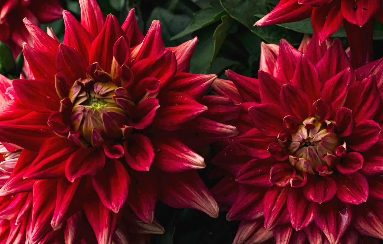 Photo wallpaper macro, red, dahlias