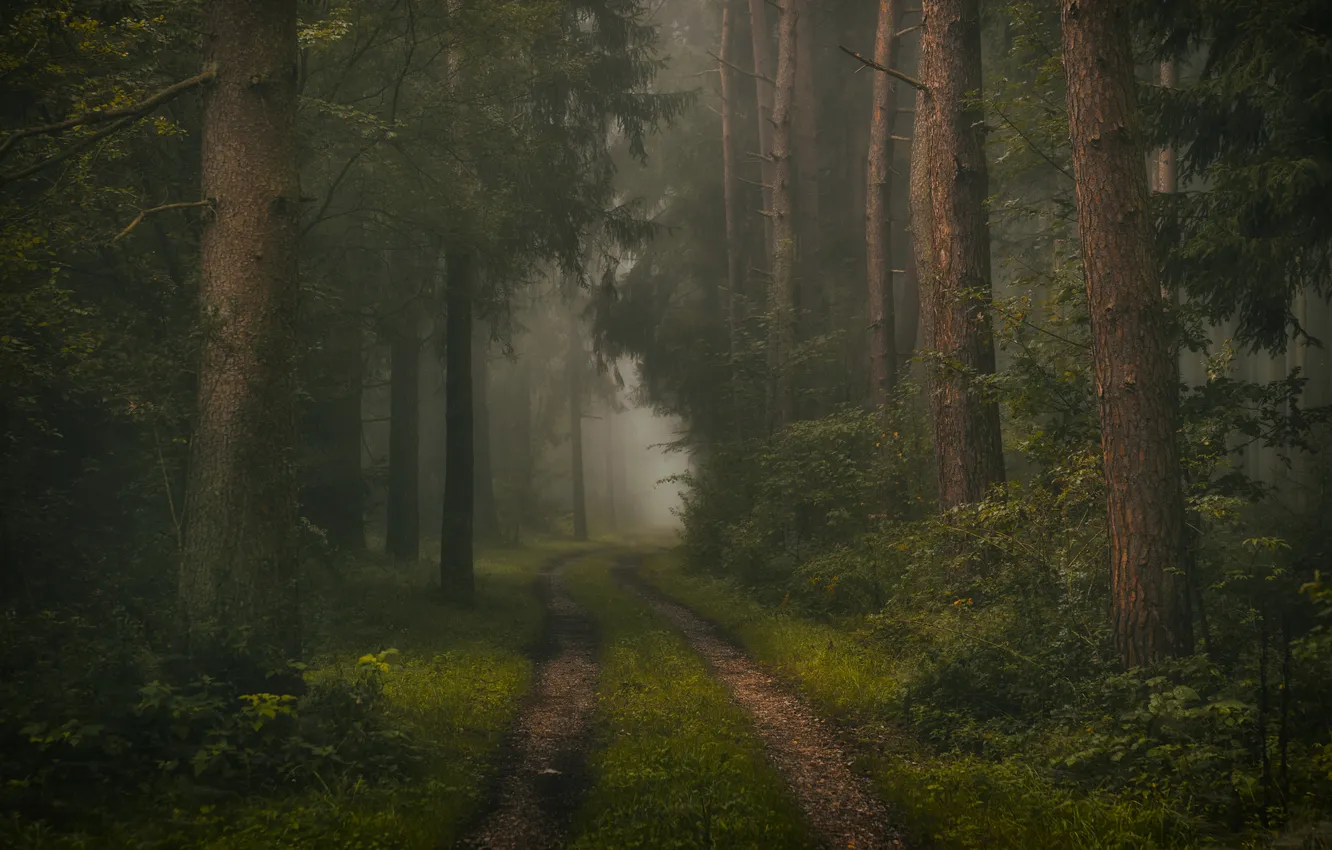 Photo wallpaper road, forest, trees, fog, Germany