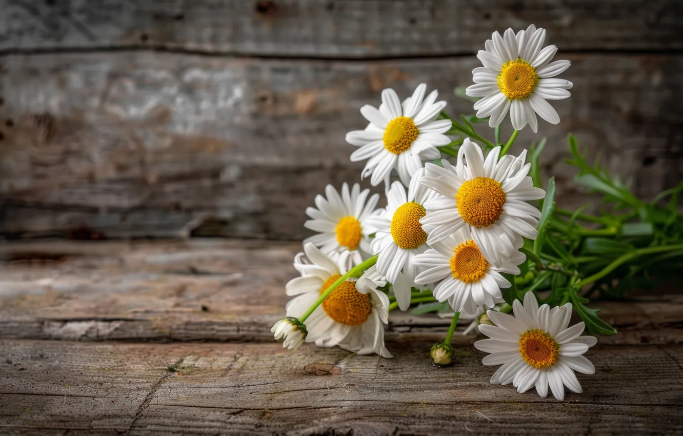 Photo wallpaper neural network, flowers, Board, chamomile, bouquet, AI art, white