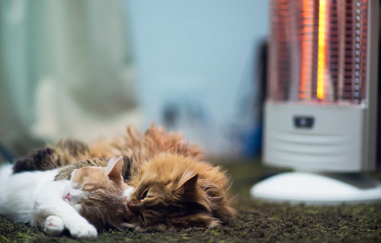 Photo wallpaper cat, carpet, sleeping, floor, Daisy, Hannah, Benjamin Torode, heater