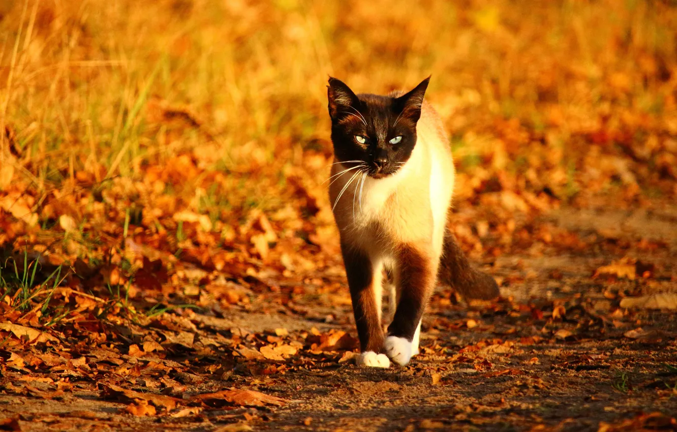 Photo wallpaper autumn, cat, cat, look, leaves, light, yellow, glade