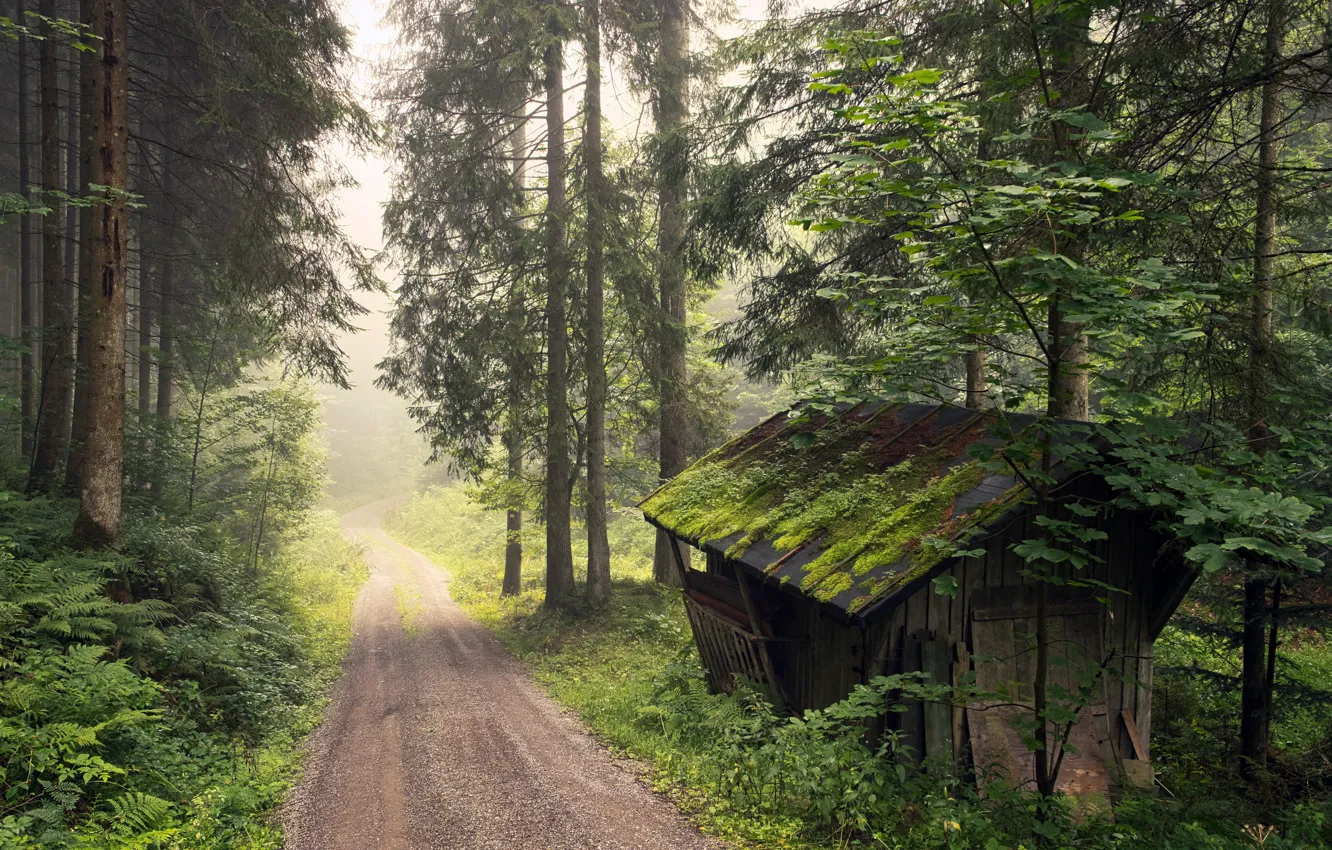 Photo wallpaper road, forest, fog, home