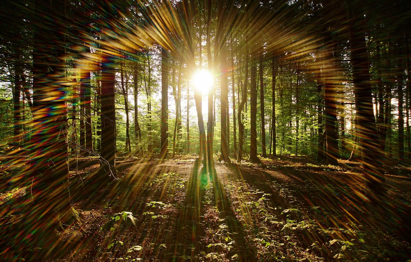 Photo wallpaper forest, light, nature