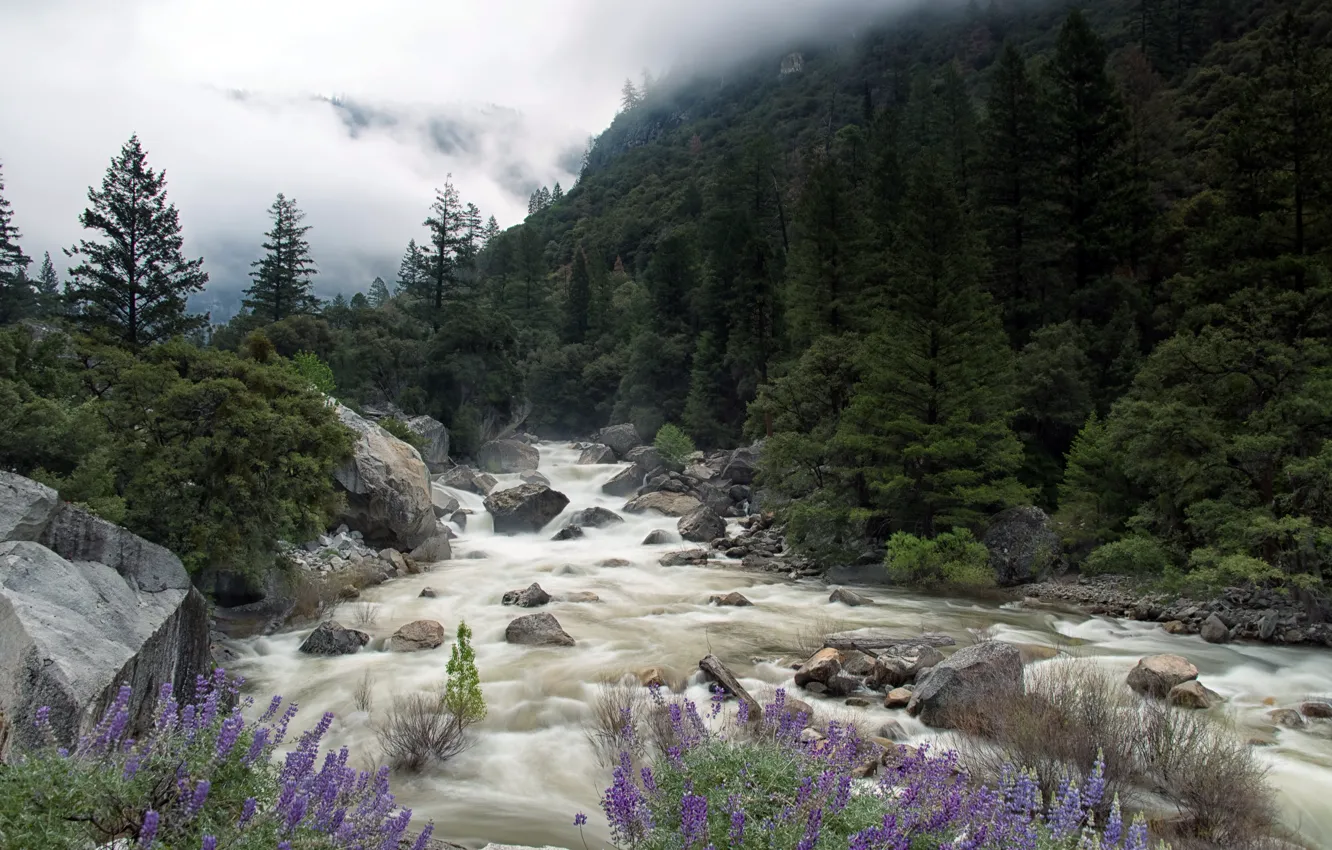 Photo wallpaper Yosemite National Park, Merced River, Misty Merced