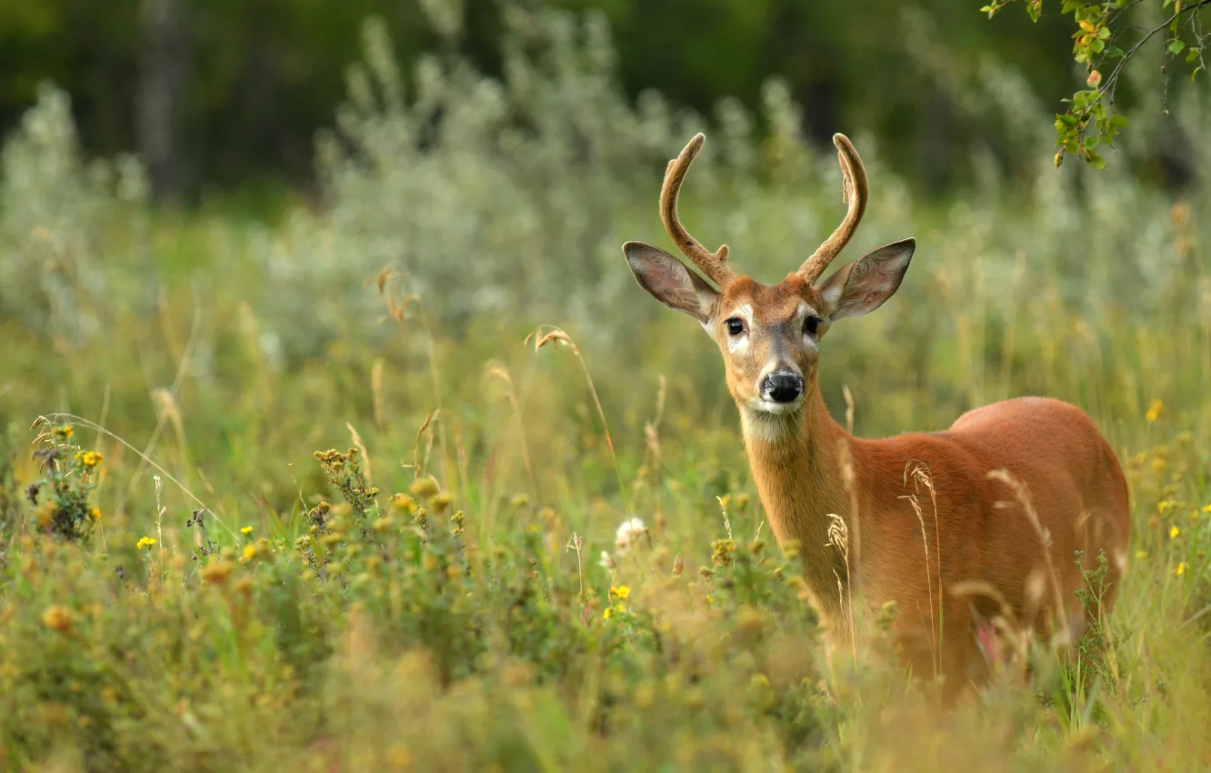 Photo wallpaper summer, grass, look, face, nature, background, vegetation, portrait