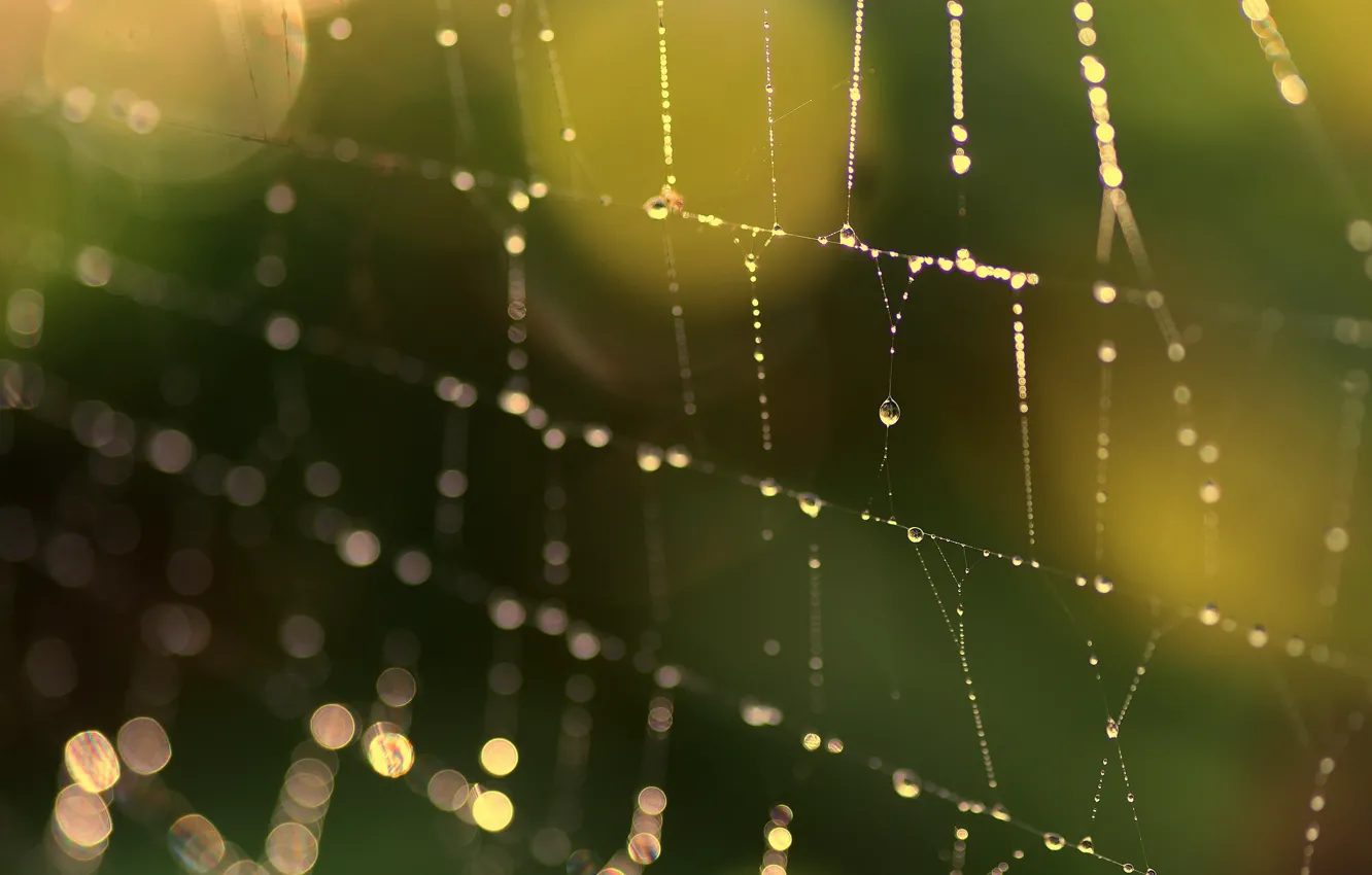 Photo wallpaper macro, background, web