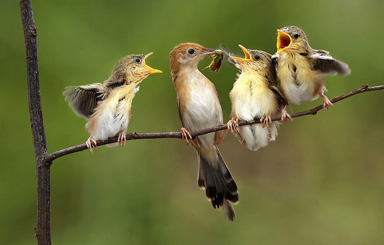 Photo wallpaper birds, nature, children, fly, tree, food, wings, branch