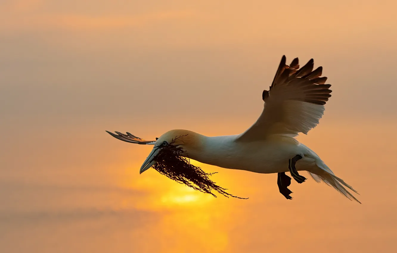 Photo wallpaper the sky, flight, bird
