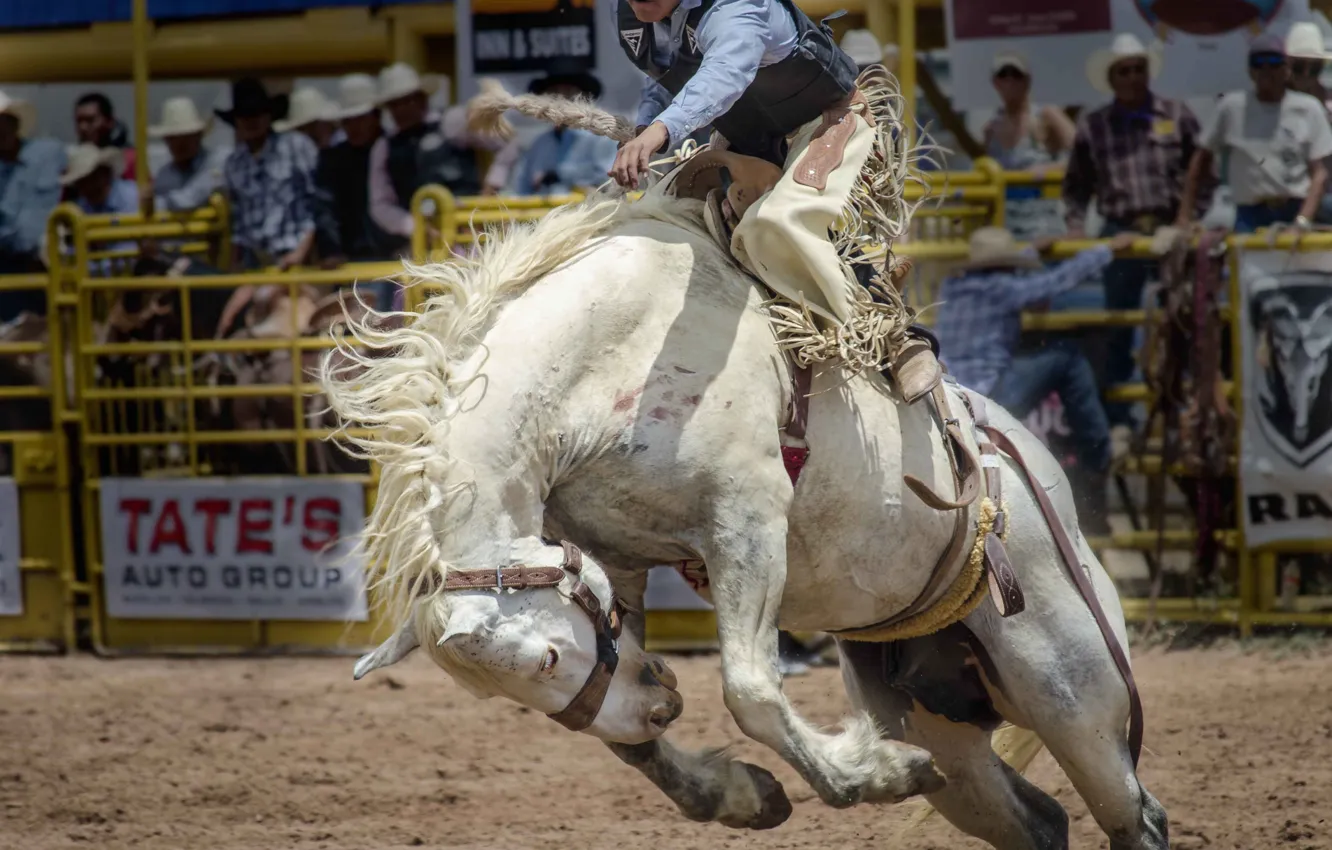 Photo wallpaper horse, sport, horse, rider, Rodeo