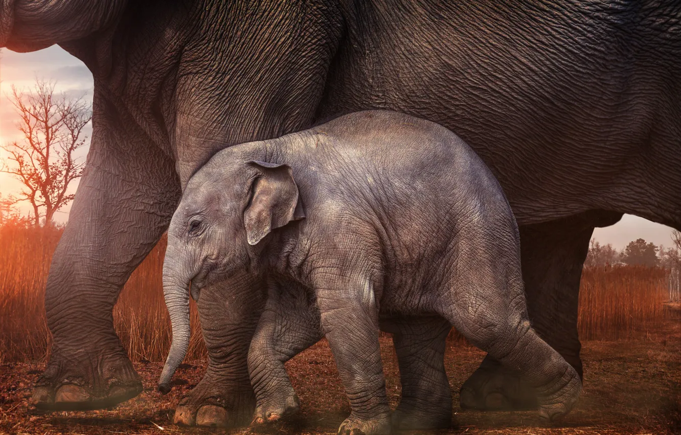 Photo wallpaper baby, elephants, elephant