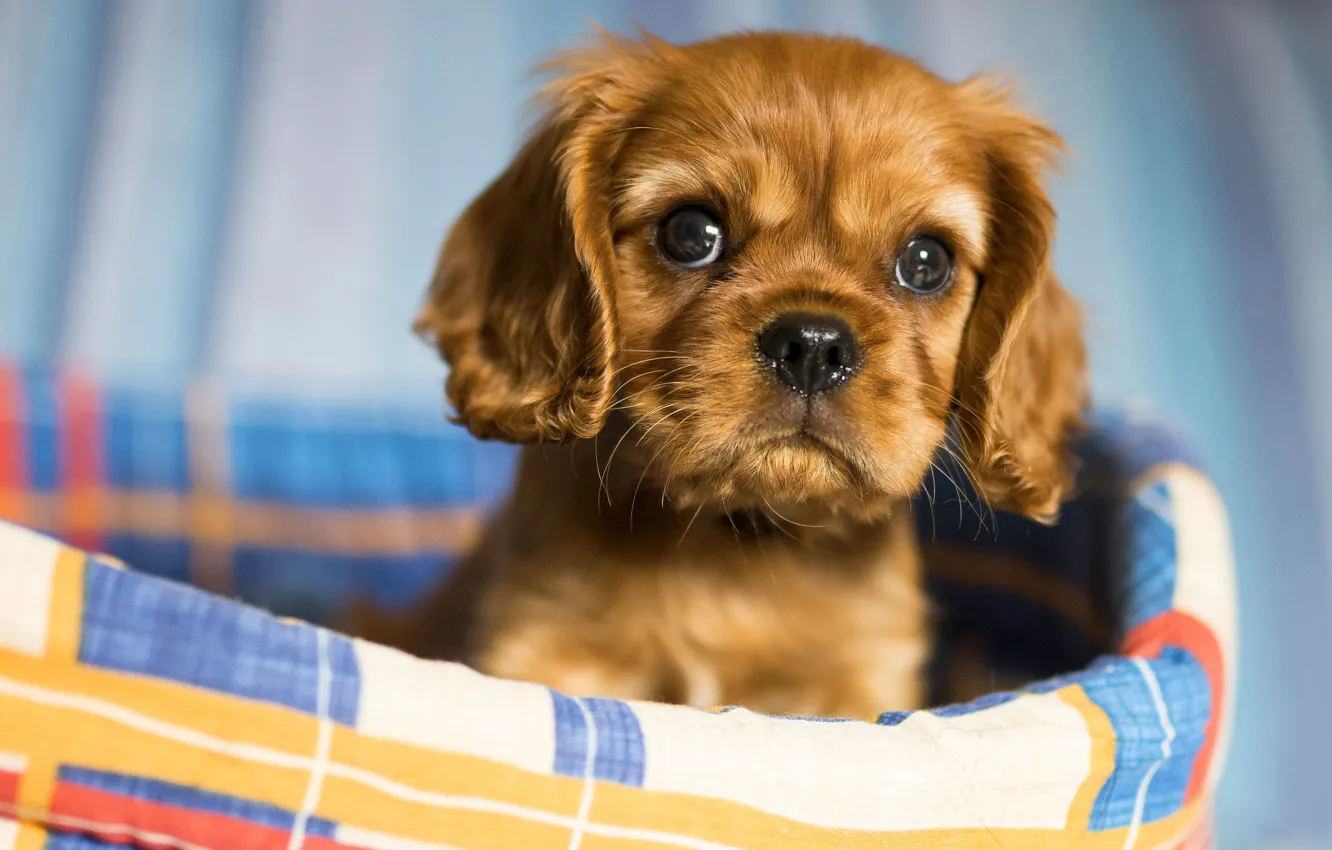 Photo wallpaper look, portrait, dog, baby, puppy, red, face, bench