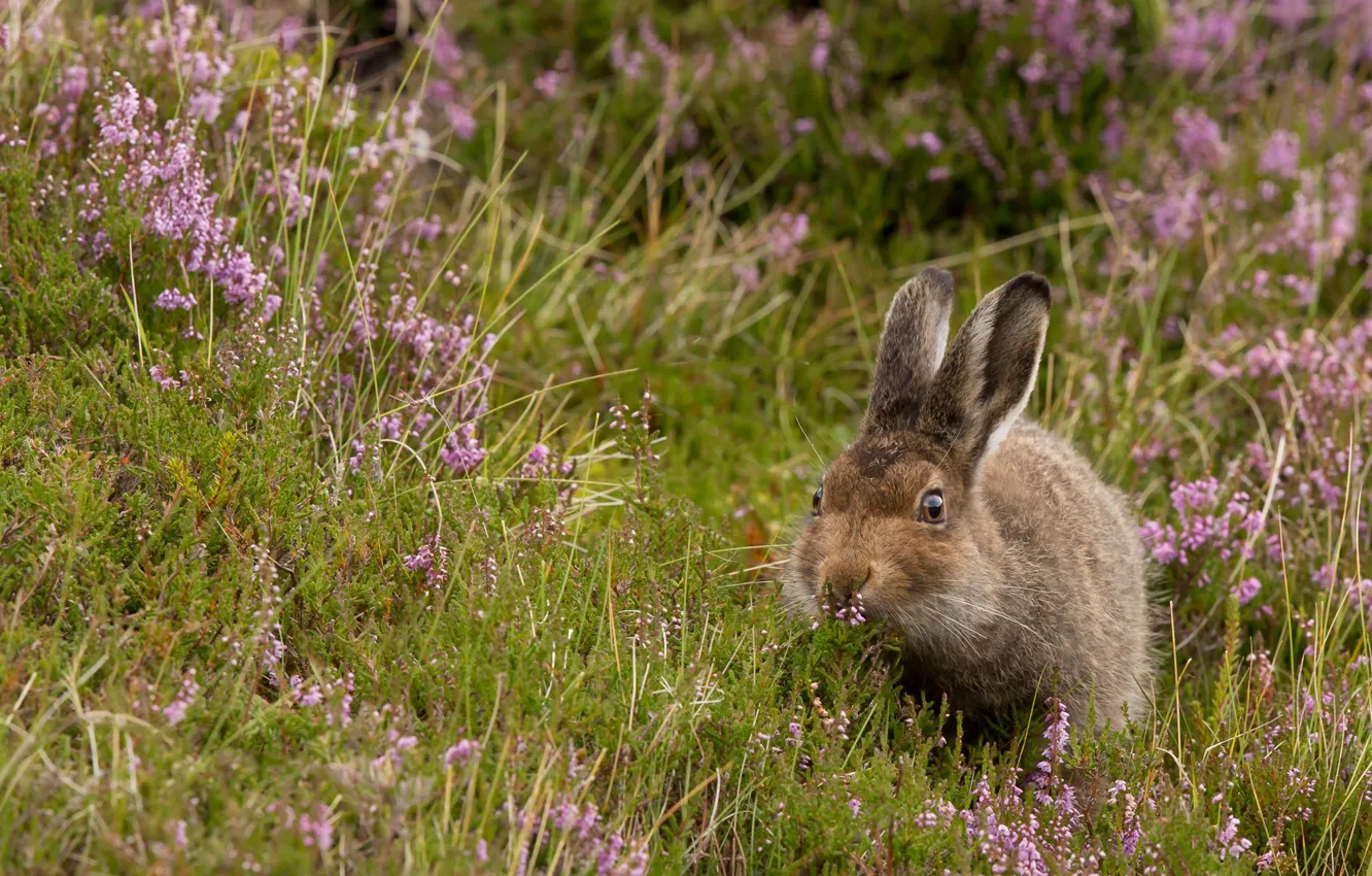 Photo wallpaper grass, hare, ears