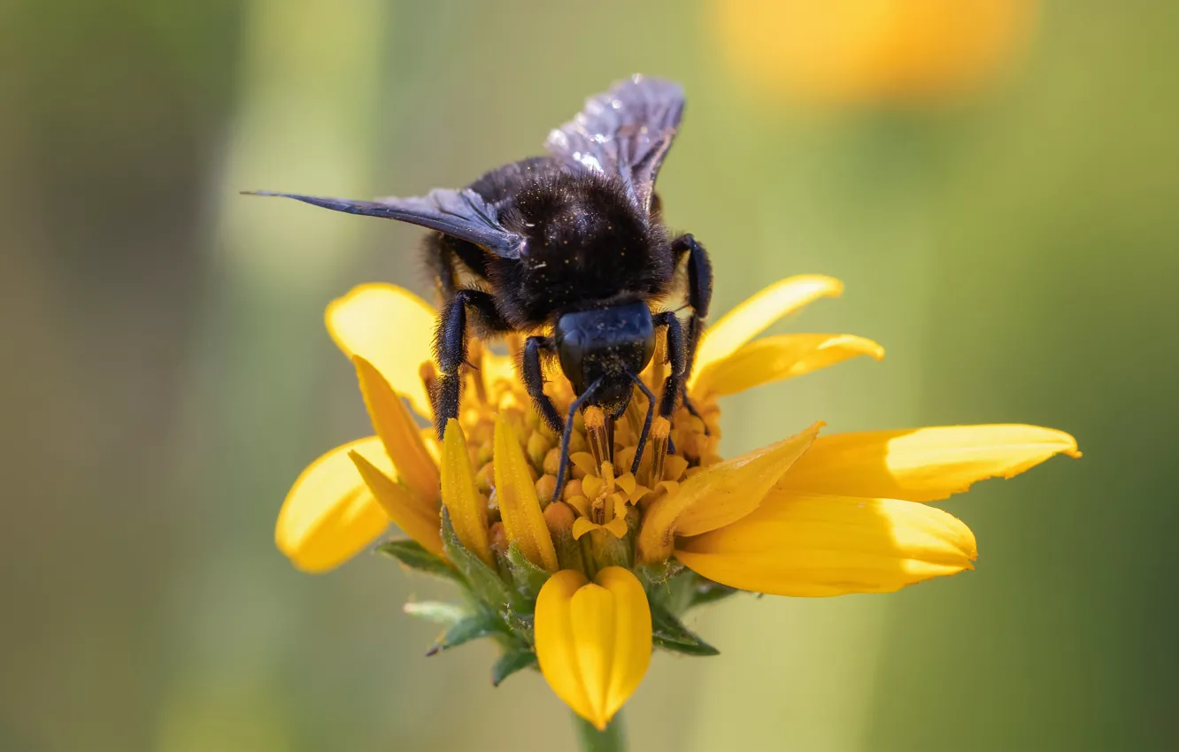 Photo wallpaper flower, macro, yellow, bee, background, bumblebee