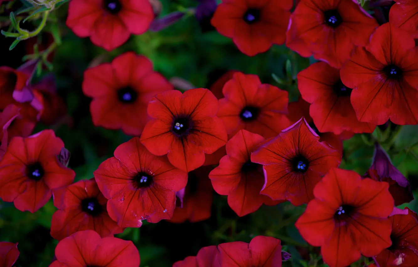 Photo wallpaper flowers, red, Petunia