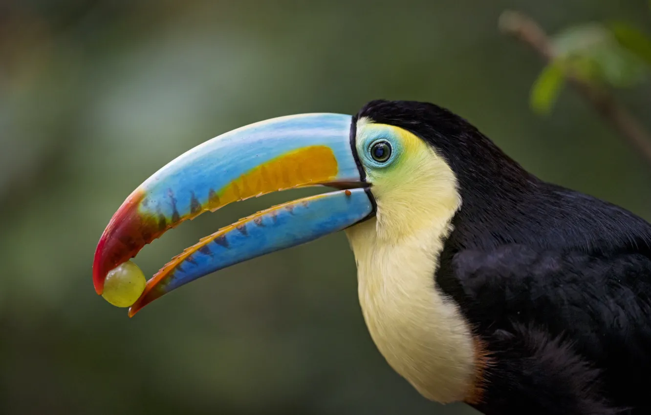 Photo wallpaper bird, beak, grapes, Toucan