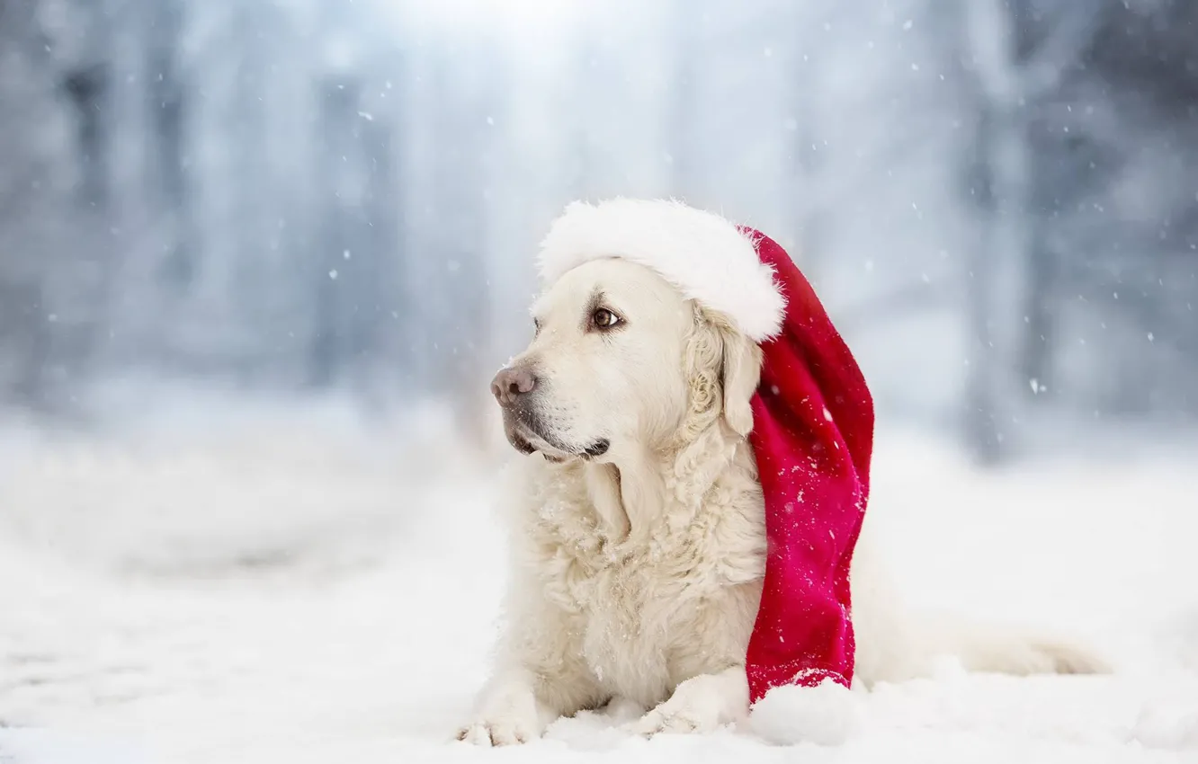 Photo wallpaper winter, snow, dog, cap, bokeh, Golden Retriever, Golden Retriever