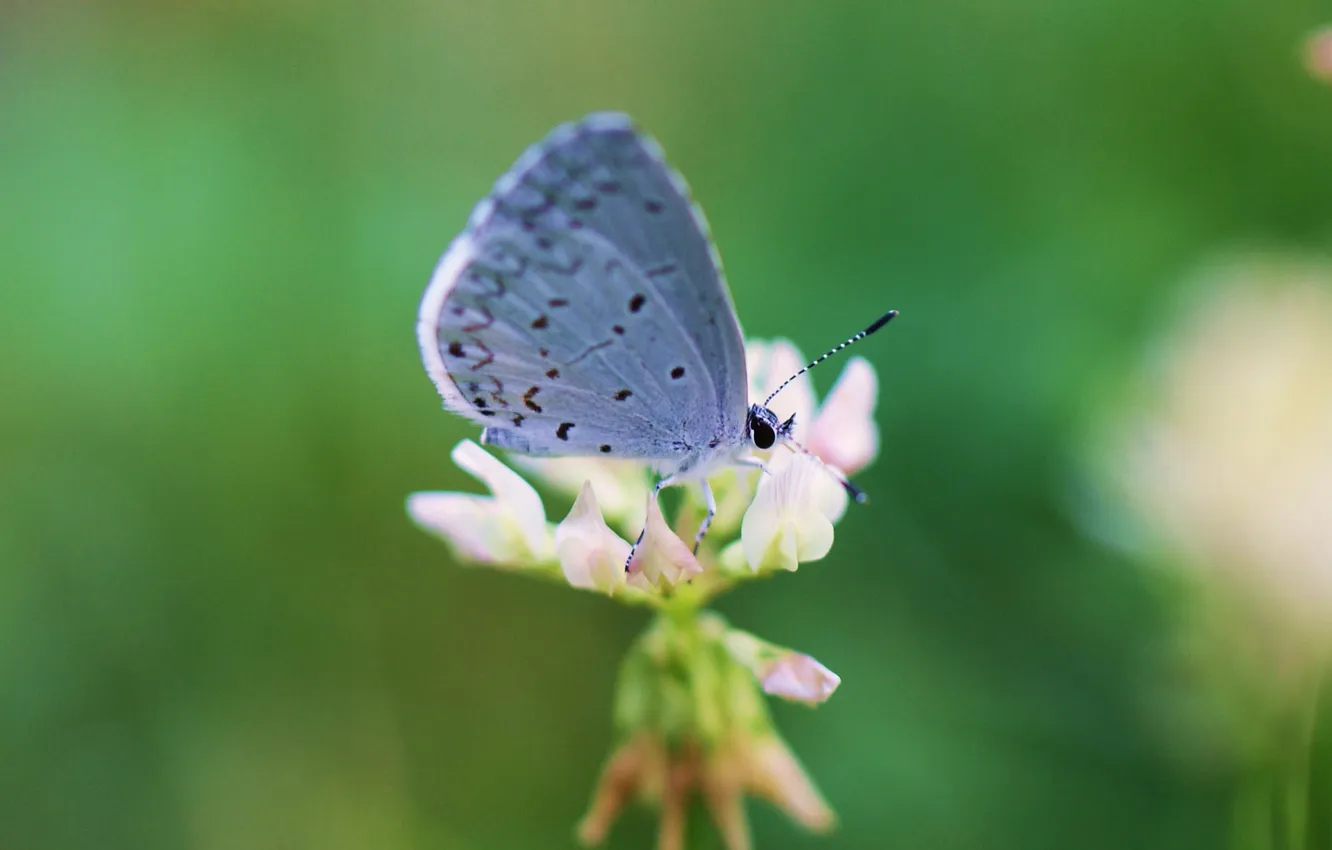 Photo wallpaper macro, flowers, butterfly, insect