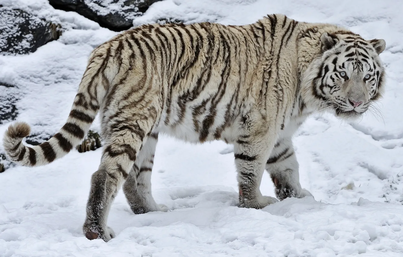 Photo wallpaper winter, snow, white tiger, wild cat