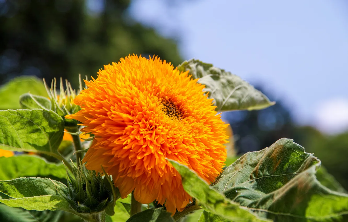 Photo wallpaper sunflowers, flowers, flowering
