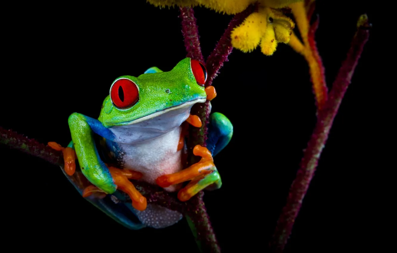 Photo wallpaper color, frog, contrast, the dark background