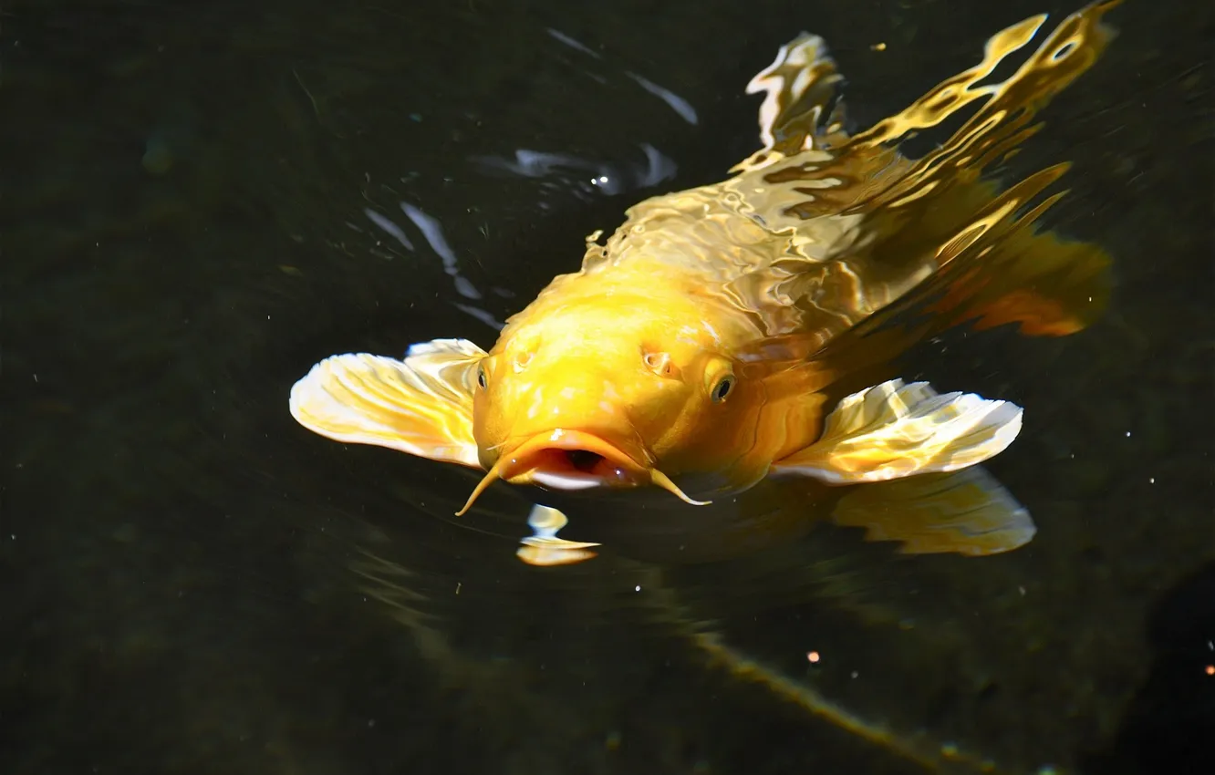 Photo wallpaper water, Japanese carp, koi, brocade carp