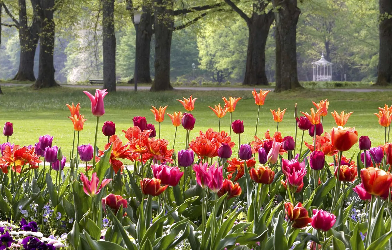 Photo wallpaper flowers, Park, Germany, tulips, flowerbed, Baden-Württemberg, Baden-Baden