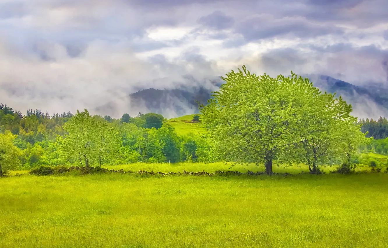 Photo wallpaper field, summer, trees, landscape