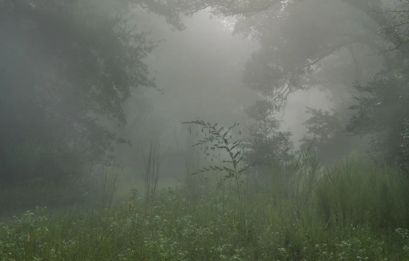 Photo wallpaper forest, trees, nature, fog, plant, haze, beautiful Wallpapers for desktop