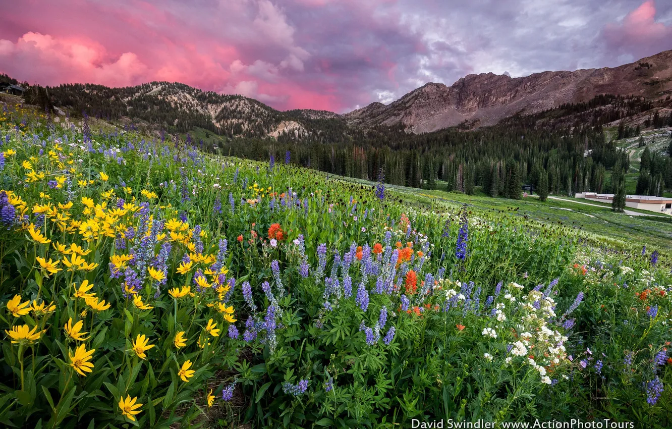 Photo wallpaper forest, flowers, mountains, nature.the sky