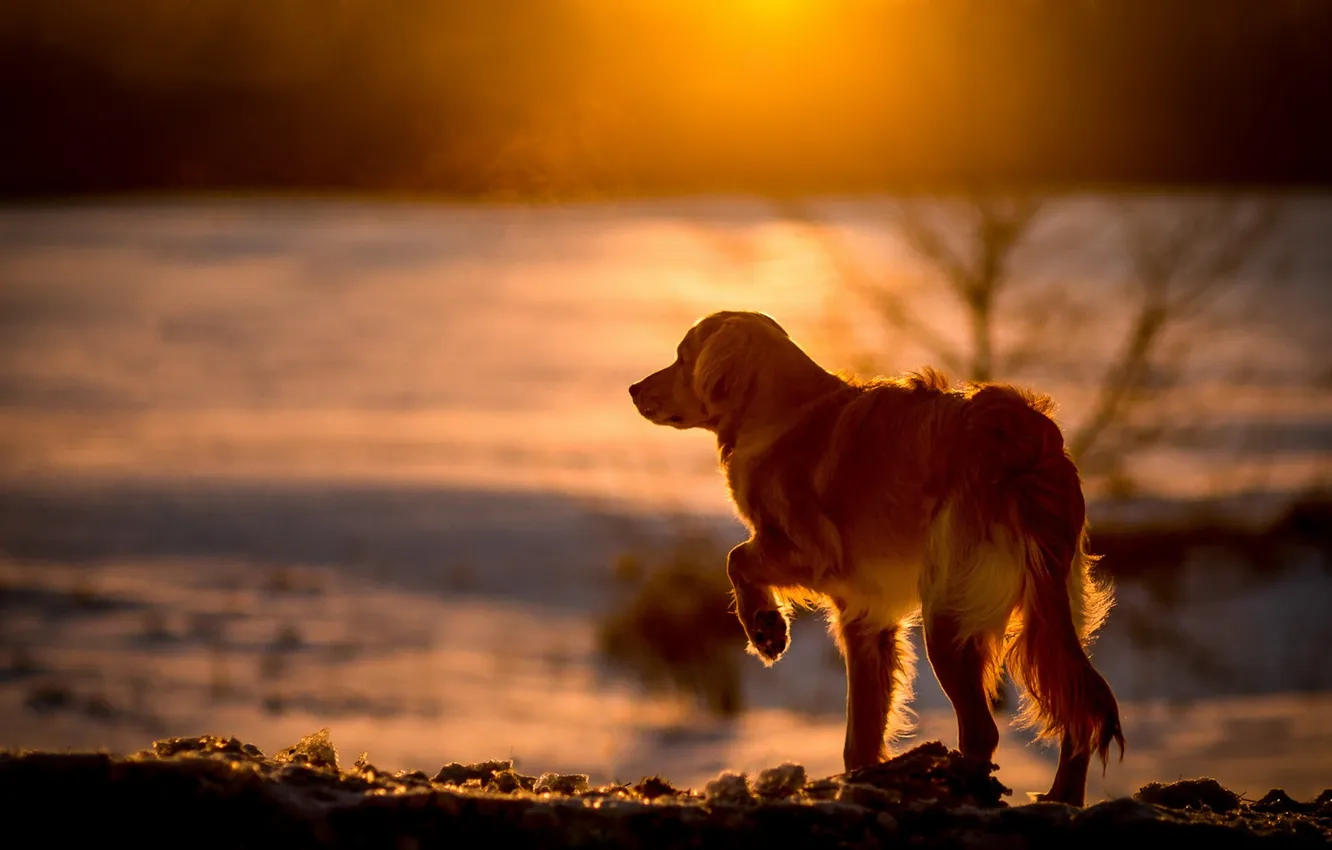 Photo wallpaper cold, dog, morning