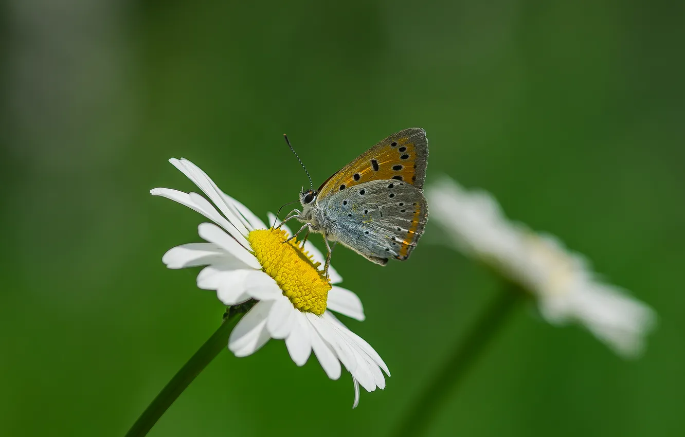 Photo wallpaper macro, flowers, nature, background, butterfly, sitting, an unpaired chervonets