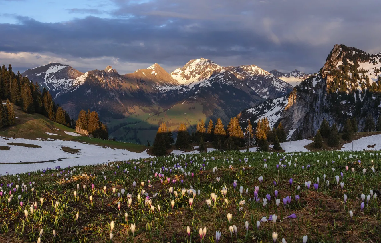 Photo wallpaper snow, flowers, mountains, spring, crocuses