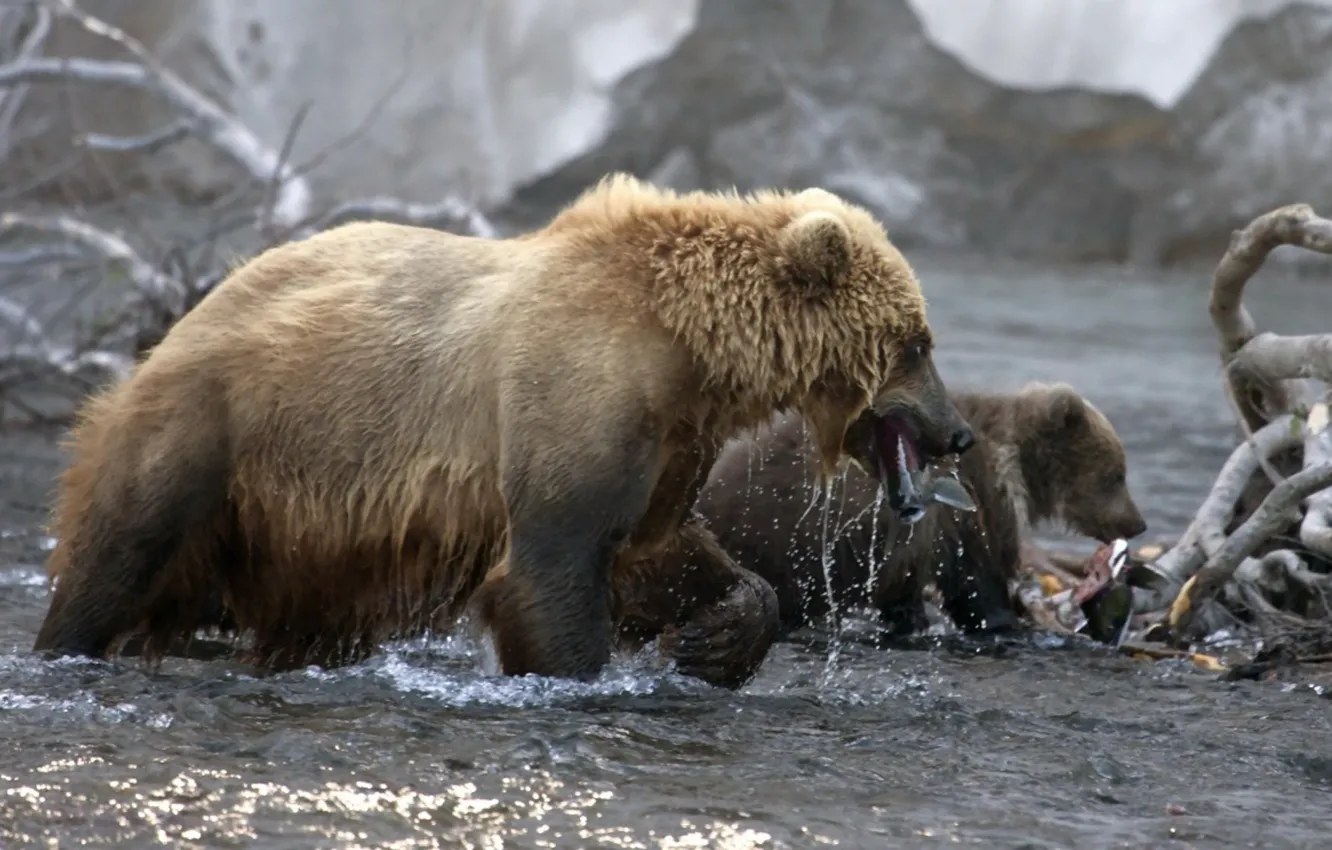 Photo wallpaper bear, animal wildlife, grizzly mother