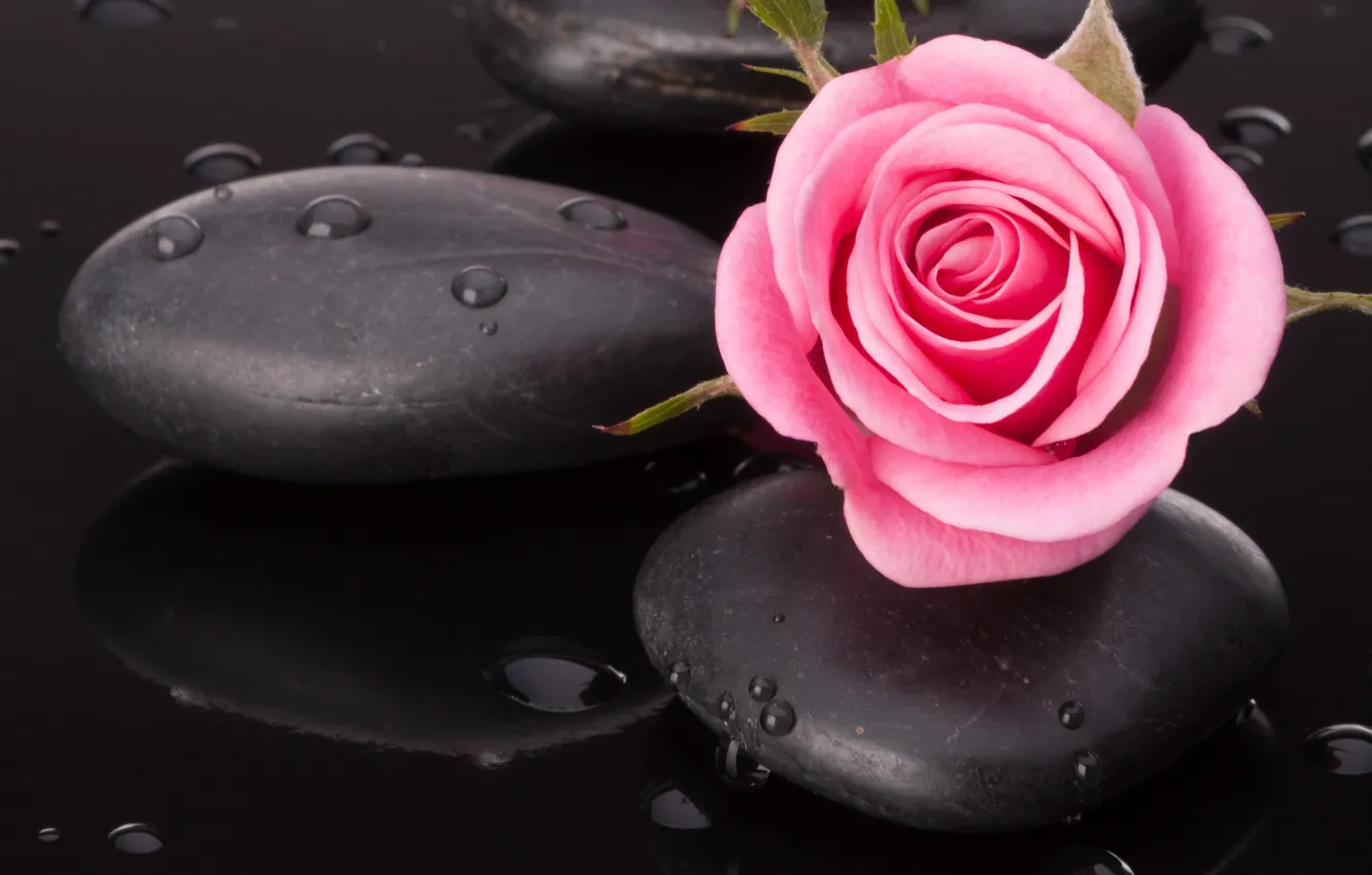 Photo wallpaper water, droplets, pebbles, pink rose