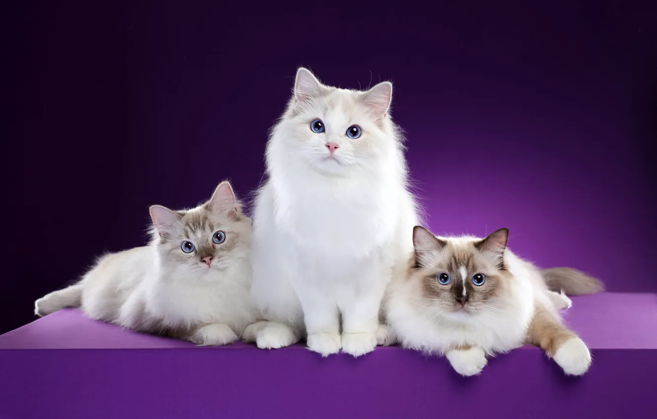Photo wallpaper look, cats, pose, background, muzzle, kittens, three, trio