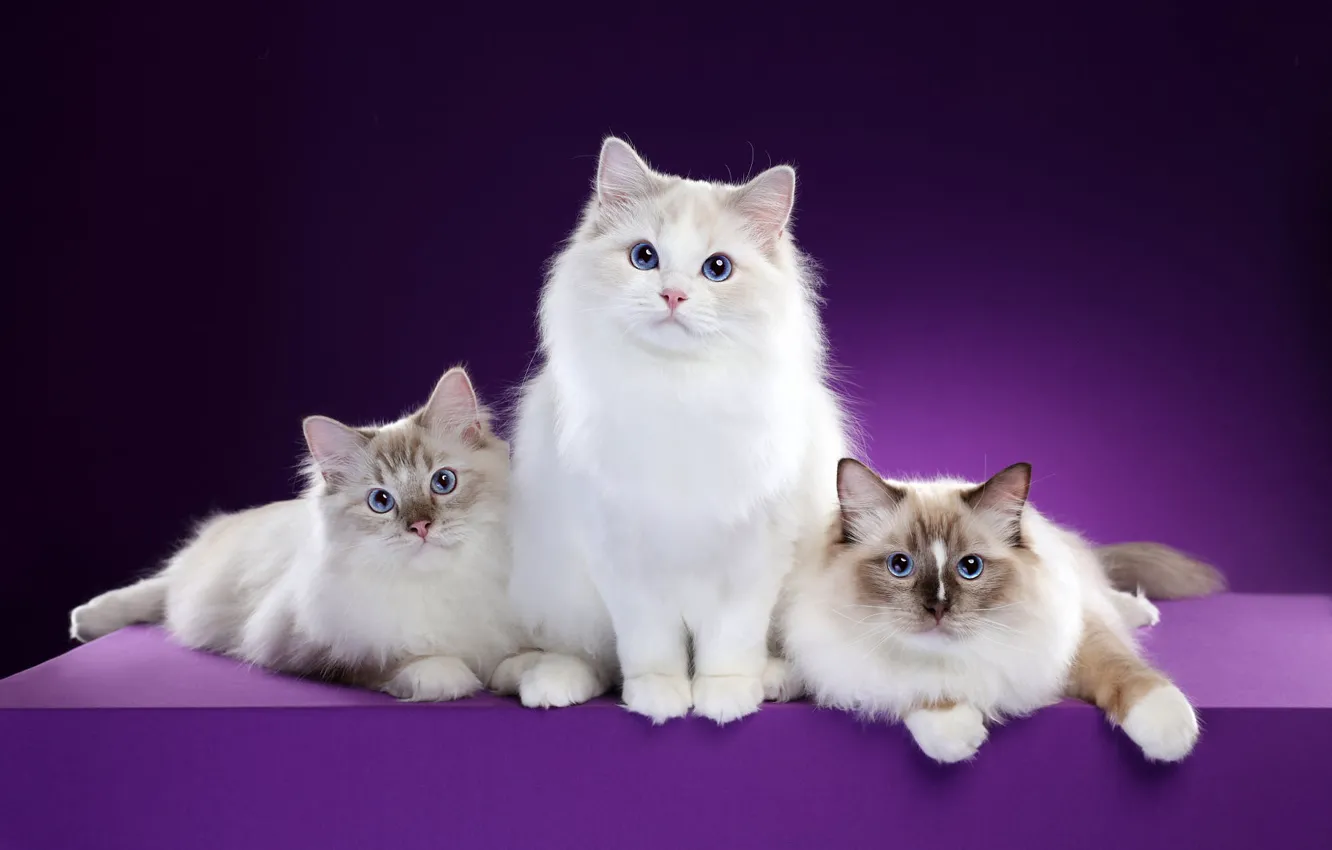 Photo wallpaper cat, look, pose, background, muzzle, three, kitty, trio