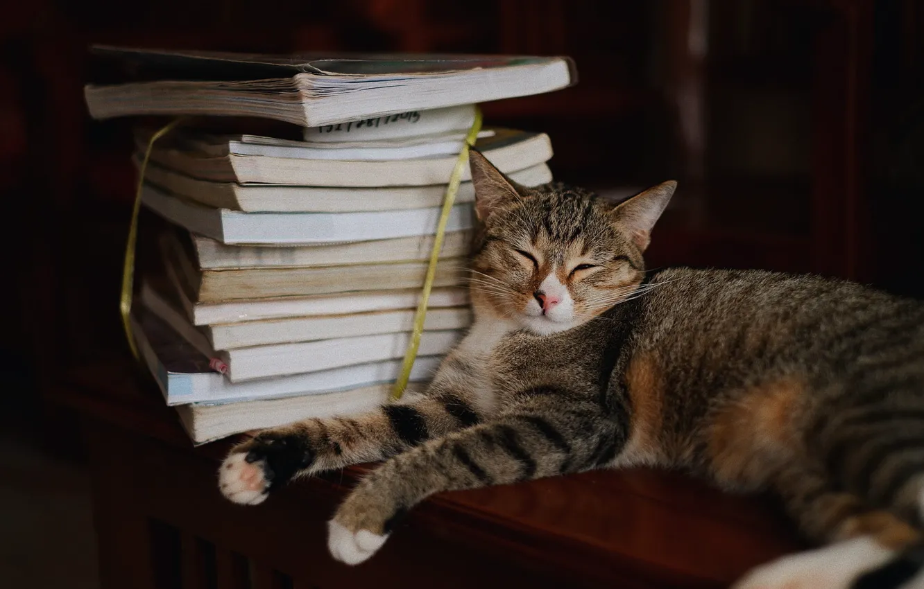 Photo wallpaper cat, cat, pose, the dark background, books, sleep, sleeping, lies