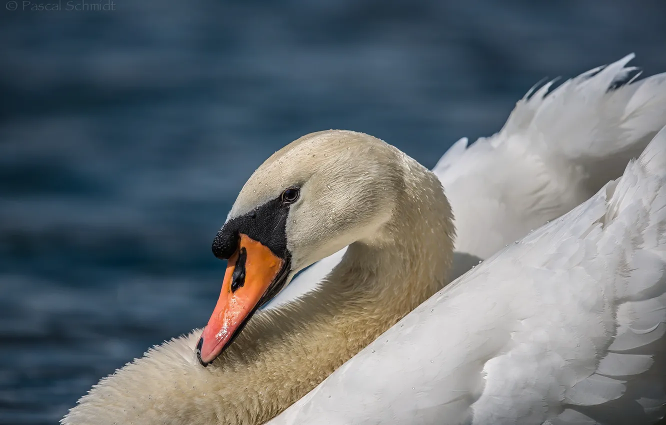 Photo wallpaper bird, swans, pond