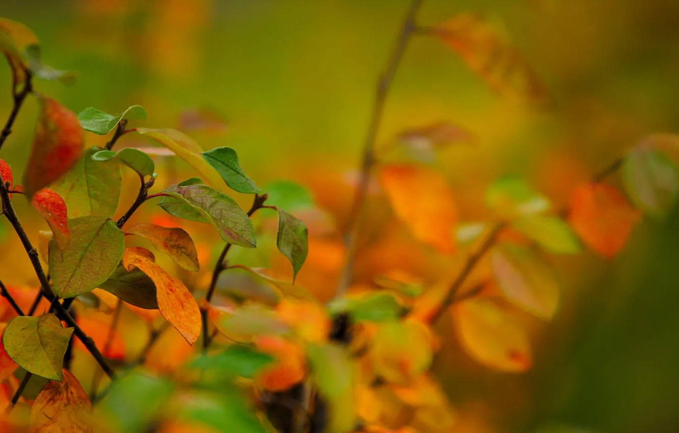 Photo wallpaper autumn, leaves, branches