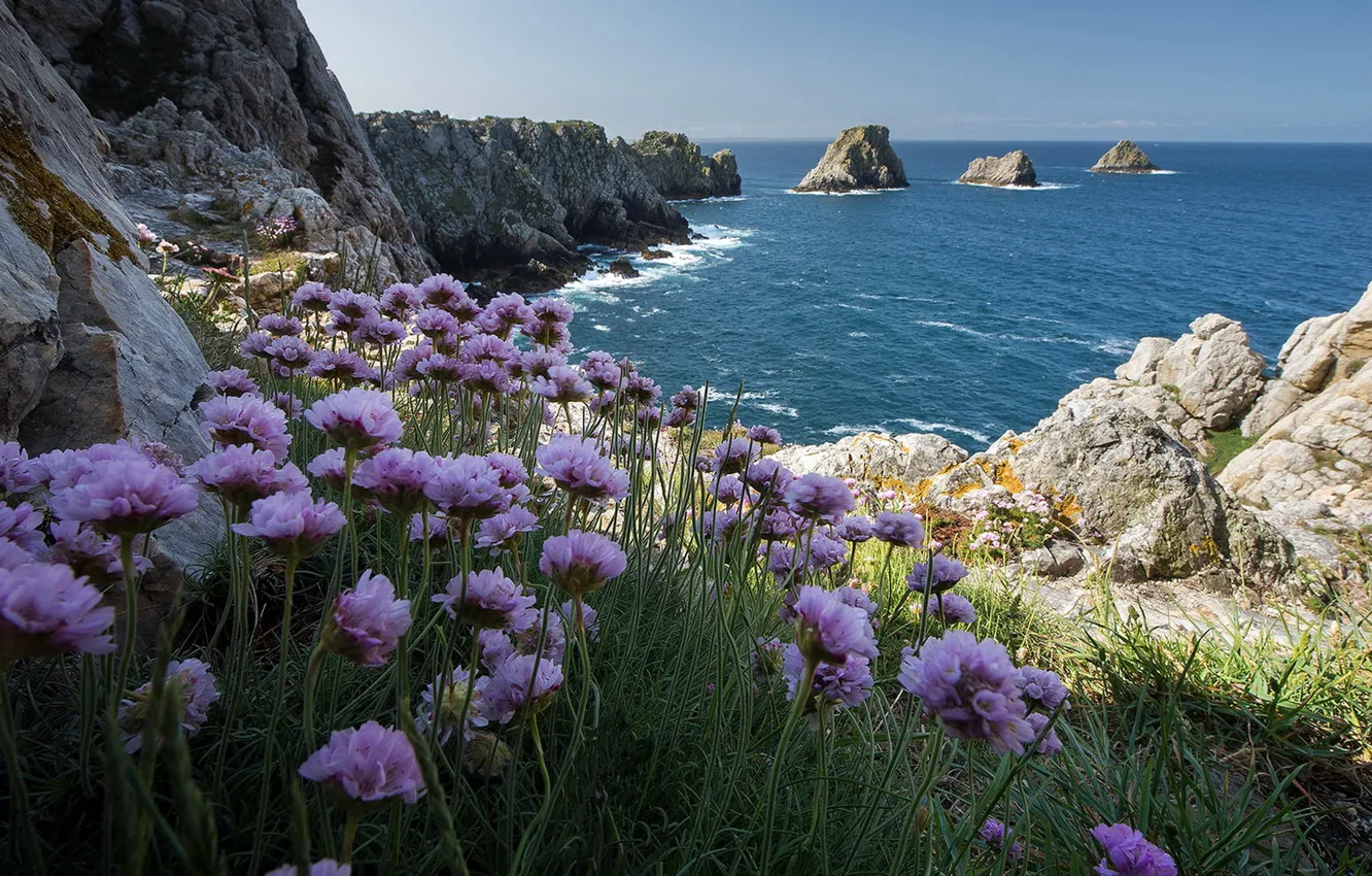 Photo wallpaper sea, flowers, rocks, shore