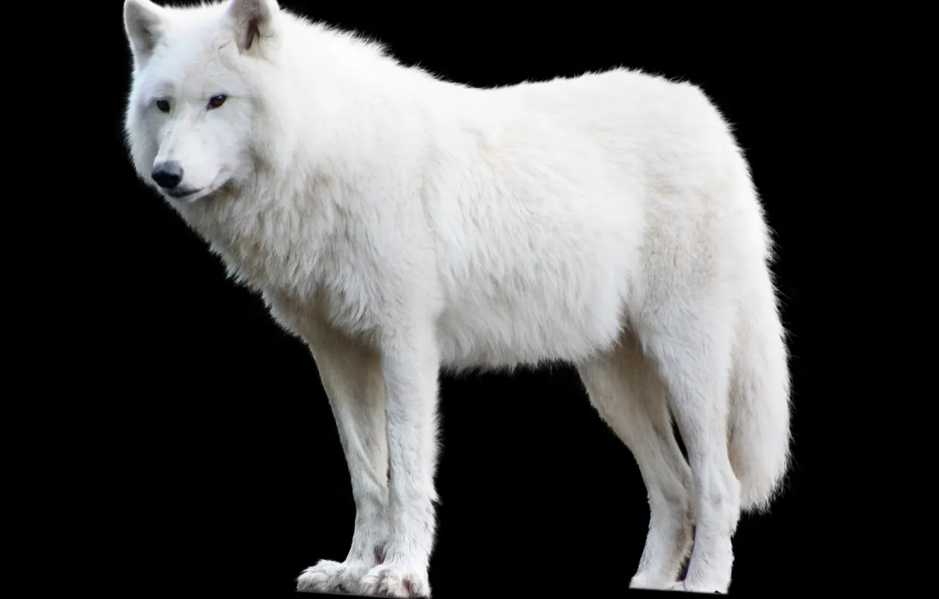 Photo wallpaper Predator, nature, snow, face, animal, wolf, canis lupus, wildlife